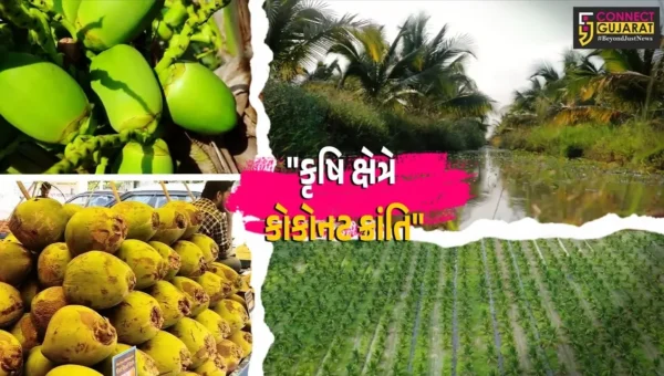 ગાંધીનગર : નાળિયેરના રેકોર્ડબ્રેક ઉત્પાદન સાથે ગુજરાત બન્યું કૃષિ ક્ષેત્રે અગ્રેસર,દરિયાકાંઠે સર્જી ‘વ્હાઇટ ગોલ્ડ’ જેવી સફળતા