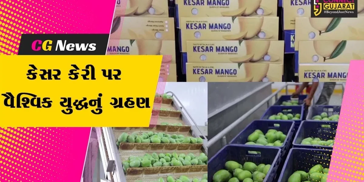 ગીર સોમનાથ : ગીરની કેસર કેરી પર વૈશ્વિક યુદ્ધનું ગ્રહણ,સ્વાદ ઉત્તમ, પણ એક્સપોર્ટ ઠપ્પ!