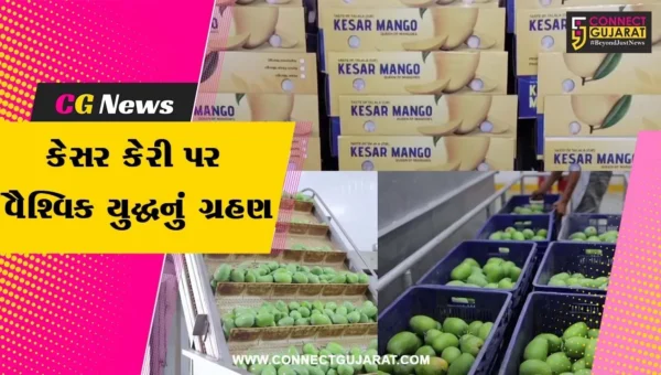 ગીર સોમનાથ : ગીરની કેસર કેરી પર વૈશ્વિક યુદ્ધનું ગ્રહણ,સ્વાદ ઉત્તમ, પણ એક્સપોર્ટ ઠપ્પ!