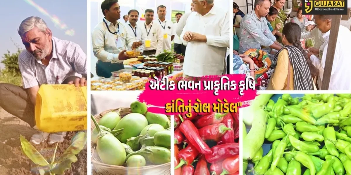 આણંદ :  બોરસદનું એટીક ભવન પ્રાકૃતિક કૃષિ ક્રાંતિનું રોલ મોડેલ બન્યું, ખેડૂતો રાસાયણિક મુક્ત ખેતી તરફ વળીને આત્મનિર્ભર બન્યા