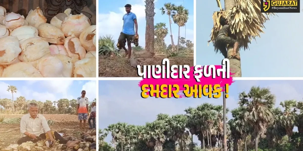 અંકલેશ્વર: વર્ષો પહેલા ઉગેલા તાડના વૃક્ષ પર તાડફળીનું ભરપૂર ઉત્પાદન, ઉનાળામાં પાણીદાર ફળની માંગમાં વધારો