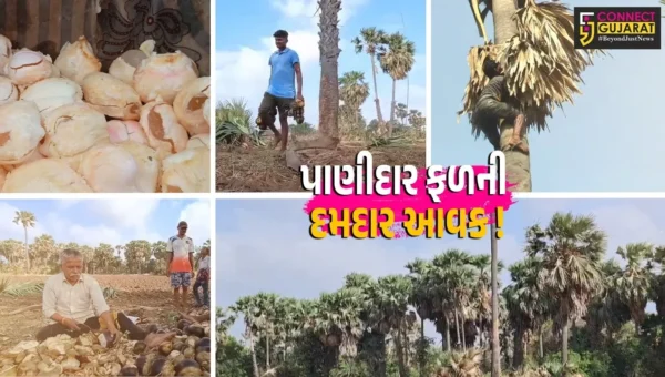 અંકલેશ્વર: વર્ષો પહેલા ઉગેલા તાડના વૃક્ષ પર તાડફળીનું ભરપૂર ઉત્પાદન, ઉનાળામાં પાણીદાર ફળની માંગમાં વધારો
