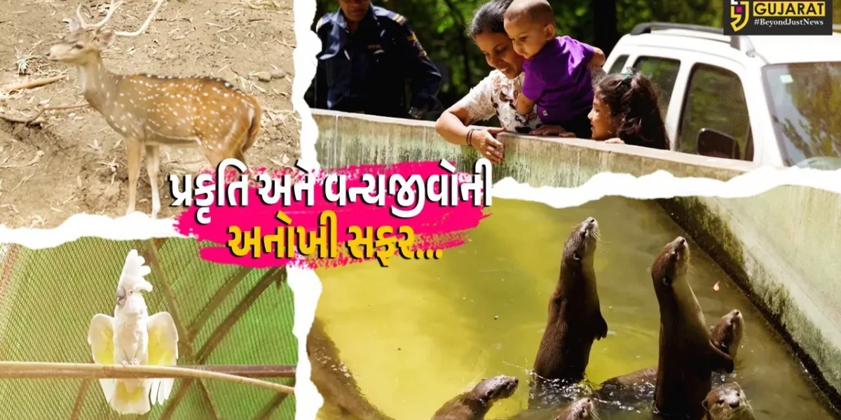 સુરત : સરથાણા નેચર પાર્ક પ્રવાસીઓ માટે બન્યું આકર્ષણનું કેન્દ્ર, હિંસક વન્યજીવોને પાંજરા વિનામુક્ત જોવાનો રોમાંચ…