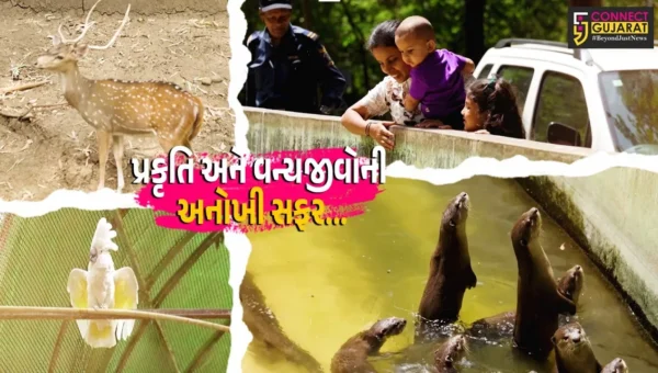 સુરત : સરથાણા નેચર પાર્ક પ્રવાસીઓ માટે બન્યું આકર્ષણનું કેન્દ્ર, હિંસક વન્યજીવોને પાંજરા વિનામુક્ત જોવાનો રોમાંચ…
