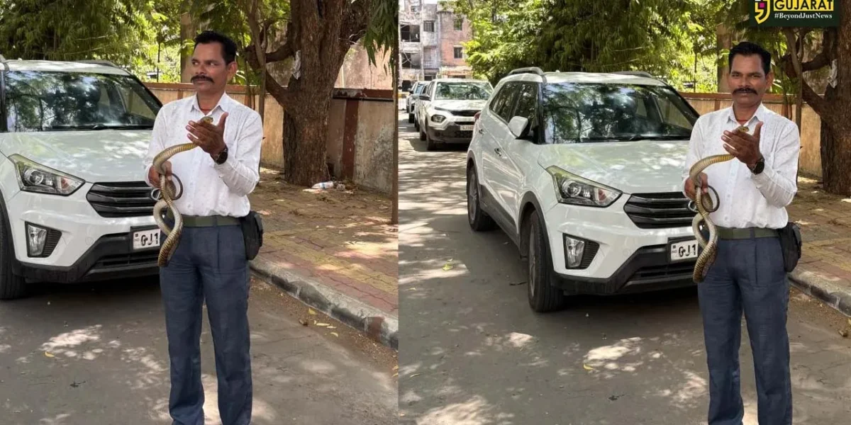 ભરૂચ: જિલ્લા કોર્ટના પાર્કિંગમાં ધામણ સાપ દેખાતા અફરાતફરી, વાઈલ્ડ લાઈફ રેસ્ક્યુ ટ્રસ્ટે કર્યું સફળ રેસ્ક્યુ