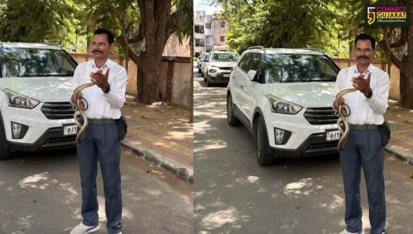 ભરૂચ: જિલ્લા કોર્ટના પાર્કિંગમાં ધામણ સાપ દેખાતા અફરાતફરી, વાઈલ્ડ લાઈફ રેસ્ક્યુ ટ્રસ્ટે કર્યું સફળ રેસ્ક્યુ