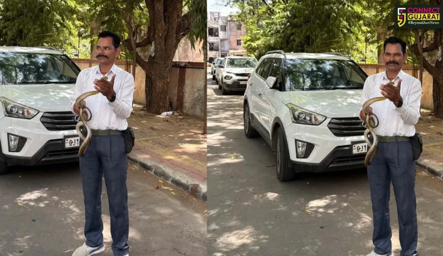 ભરૂચ: જિલ્લા કોર્ટના પાર્કિંગમાં ધામણ સાપ દેખાતા અફરાતફરી, વાઈલ્ડ લાઈફ રેસ્ક્યુ ટ્રસ્ટે કર્યું સફળ રેસ્ક્યુ