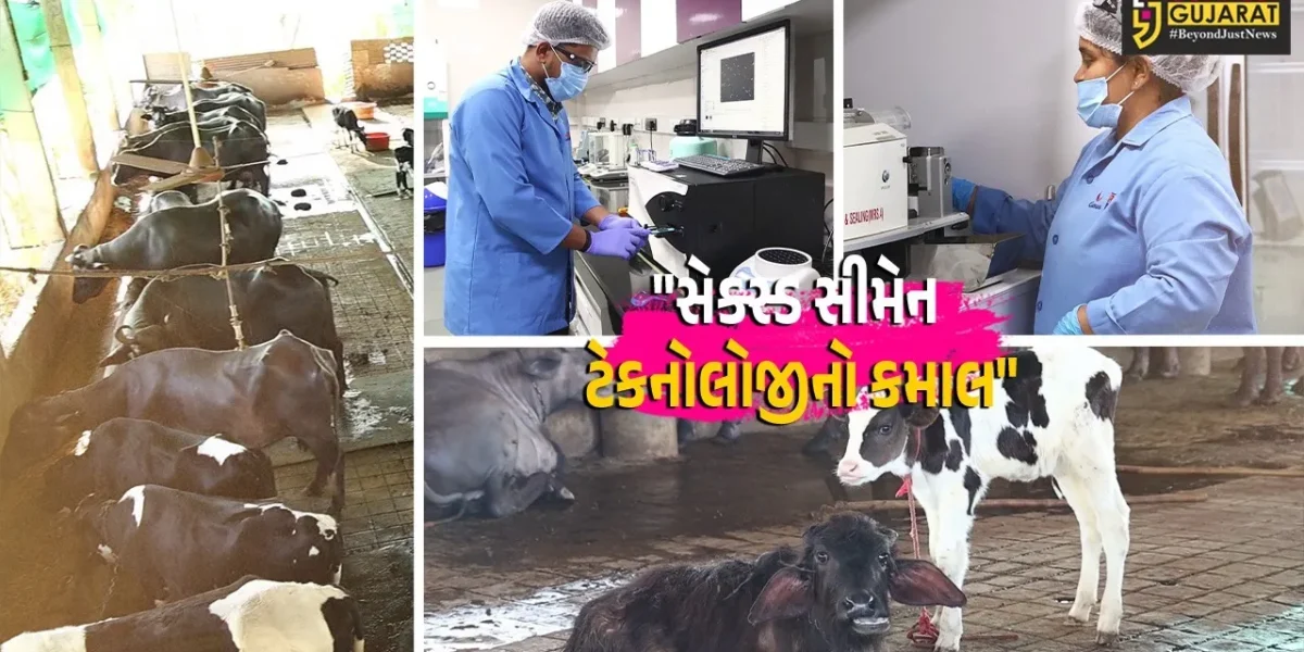 પાટણ : સેક્સ્ડ સીમેન ટેકનોલોજીનો કમાલ,હવે પશુઓમાં 91 ટકા માદા વાછરડીઓ જ જન્મશે! માત્ર રૂ.50માં મળશે આધુનિક રસી