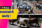 અંકલેશ્વર: GIDCના રહેણાંક વિસ્તારોમાં રખડતા ઢોરોનો આતંક, આખલાઓના યુદ્ધમાં મહિલા ગંભીર રીતે ઇજાગ્રસ્ત