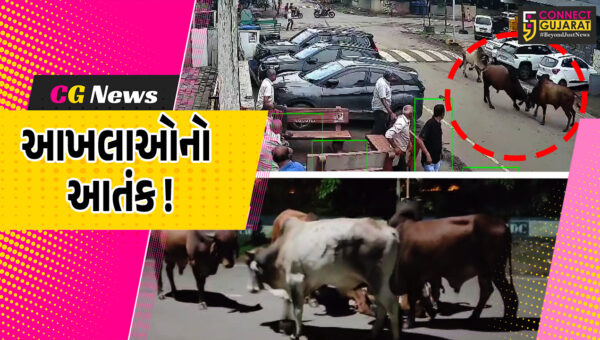 અંકલેશ્વર: GIDCના રહેણાંક વિસ્તારોમાં રખડતા ઢોરોનો આતંક, આખલાઓના યુદ્ધમાં મહિલા ગંભીર રીતે ઇજાગ્રસ્ત