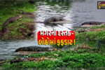ભરૂચ: ચોમાસાના પાણી વચ્ચે ઠેર ઠેર મગરની દસ્તક, એક પછી એક સ્થળોએ મગર નજરે પડતા લોકોમાં ફફડાટ