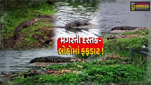 ભરૂચ: ચોમાસાના પાણી વચ્ચે ઠેર ઠેર મગરની દસ્તક, એક પછી એક સ્થળોએ મગર નજરે પડતા લોકોમાં ફફડાટ