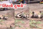ભાવનગર : પાલીતાણાના ગરજીયા ગામે સિંહનો આતંક, માલધારી પર કર્યો જીવલેણ હુમલો