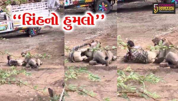ભાવનગર : પાલીતાણાના ગરજીયા ગામે સિંહનો આતંક, માલધારી પર કર્યો જીવલેણ હુમલો