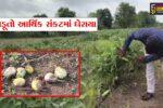 ભાવનગર : રીંગણના ભાવ ન મળતા જગતનો તાત આર્થિક સંકટમાં ઘેરાયો,ખેડૂતો માટે ઉત્પાદન વેચવું પણ નુકસાનકારક બન્યું