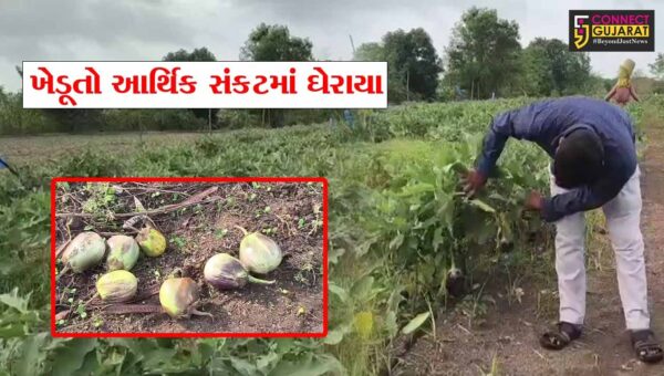 ભાવનગર : રીંગણના ભાવ ન મળતા જગતનો તાત આર્થિક સંકટમાં ઘેરાયો,ખેડૂતો માટે ઉત્પાદન વેચવું પણ નુકસાનકારક બન્યું