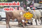 અંકલેશ્વર: મુખ્ય માર્ગ પર આખલાઓનો આતંક, કારને નુકસાન- તંત્ર સામે  સવાલ