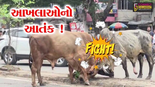 અંકલેશ્વર: મુખ્ય માર્ગ પર આખલાઓનો આતંક, કારને નુકસાન- તંત્ર સામે  સવાલ