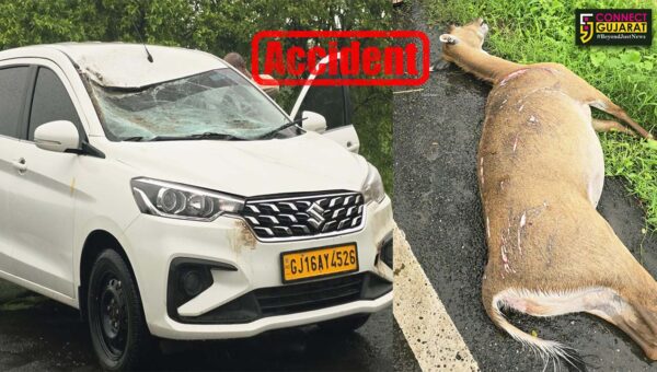 ભરૂચ : વાગરાના અરગામા-વિલાયત રોડ પર કારની ટક્કરે નીલગાયનું ઘટના સ્થળે મોત…