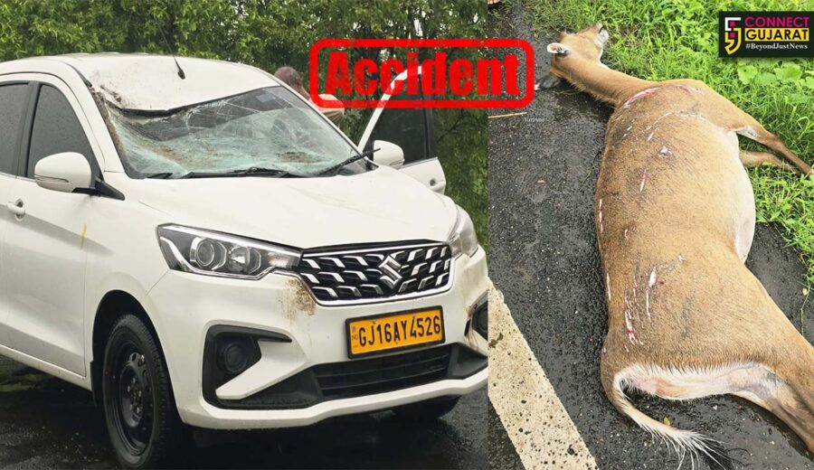 ભરૂચ : વાગરાના અરગામા-વિલાયત રોડ પર કારની ટક્કરે નીલગાયનું ઘટના સ્થળે મોત...