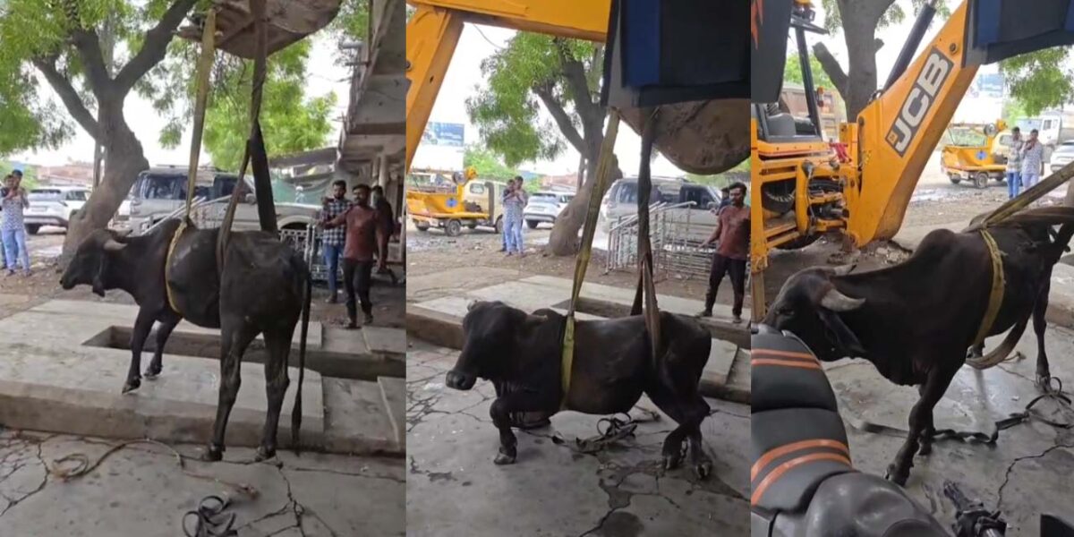 ભરૂચ: આમોદ નગરપાલિકાના કર્મચારીઓએ 10 ફૂટ ઊંડા ખાડામાંથી ગાયને સલામત રીતે બહાર કાઢી