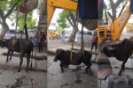 ભરૂચ: આમોદ નગરપાલિકાના કર્મચારીઓએ 10 ફૂટ ઊંડા ખાડામાંથી ગાયને સલામત રીતે બહાર કાઢી