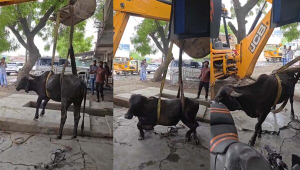 ભરૂચ: આમોદ નગરપાલિકાના કર્મચારીઓએ 10 ફૂટ ઊંડા ખાડામાંથી ગાયને સલામત રીતે બહાર કાઢી