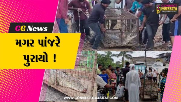 અંકલેશ્વર: ભાદી ગામે 7 દિવસ બાદ 5 ફૂટનો મગર પાંજરે પુરાયો, ગ્રામજનોમાં રાહત