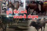 અંકલેશ્વર :  દૂધ, વોટ અને રસ્તાનો સંગ્રામ, ‘માતા’નું બિરુદ, પણ ભવિષ્ય રસ્તા પર રઝળતું!