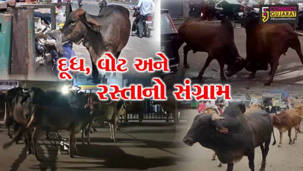 અંકલેશ્વર :  દૂધ, વોટ અને રસ્તાનો સંગ્રામ, ‘માતા’નું બિરુદ, પણ ભવિષ્ય રસ્તા પર રઝળતું!
