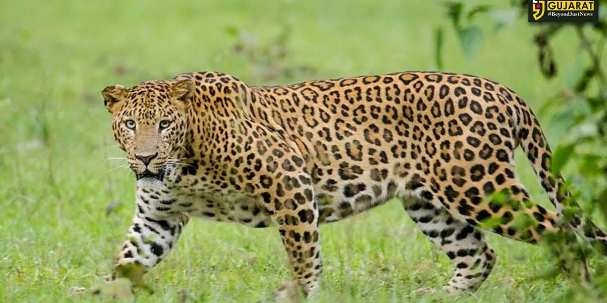 ભરૂચ: નવા શુકલતીર્થ ગામે દીપડો નજરે પડતા ગ્રામજનોમાં ફફડાટ, વિડીયો થયો વાયરલ