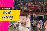 ભરૂચઃ માર્ગ પર ગદર્ભ આવતાં યુવાનના મોત બાદ તંત્ર જાગ્યુ, રસ્તે રખડતા ગદર્ભ પાંજરે પૂર્યા