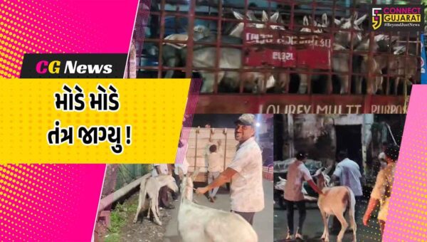ભરૂચઃ માર્ગ પર ગદર્ભ આવતાં યુવાનના મોત બાદ તંત્ર જાગ્યુ, રસ્તે રખડતા ગદર્ભ પાંજરે પૂર્યા