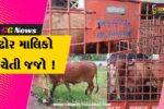 અંકલેશ્વર: નગરપાલિકા દ્વારા રસ્તે રખડતા ઢોર પકડવાની ઝુંબેશ શરૂ કરાઇ, ઢોર માલિકો સામે થશે પોલીસ કેસ !