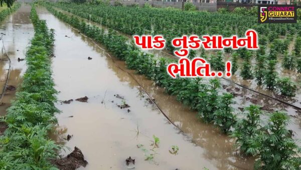 નર્મદા : રાજપીપળા પંથકમાં ભારે વરસાદ વચ્ચે ખેતરોમાં પાણી ફરી વળતાં ખેડૂતોમાં પાક નુકસાનની ભીતિ…