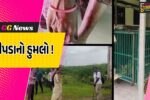 ભરૂચ: ઝઘડિયામાં પાંજરામાંથી દીપડો ફરાર, બે મહિલા શ્રમજીવી પર કર્યો હુમલો