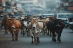 ભરૂચ: આમોદ આછોદ રોડ પર રખડતા ઢોરના કારણે અકસ્માત, 3 બાઈક ચાલક ઇજાગ્રસ્ત