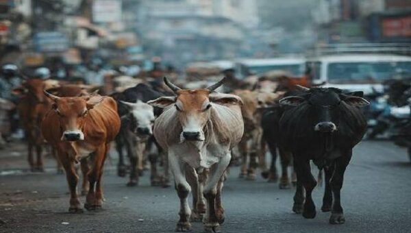 ભરૂચ: આમોદ આછોદ રોડ પર રખડતા ઢોરના કારણે અકસ્માત, 3 બાઈક ચાલક ઇજાગ્રસ્ત