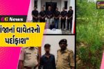 વલસાડ : ધરમપુરમાંથી ઝડપાયું ગેરકાયદેસર ગાંજાનું વાવેતર,રૂ.9.55 લાખના મુદ્દામાલ સાથે એક આરોપીની ધરપકડ