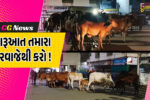 અંકલેશ્વર: શહેરભરમાં ઢોર પકડવા ફરતી નગરપાલિકા કચેરી સામે જ રખડતા ઢોરનો આતંક, વાહનચાલકો પરેશાન