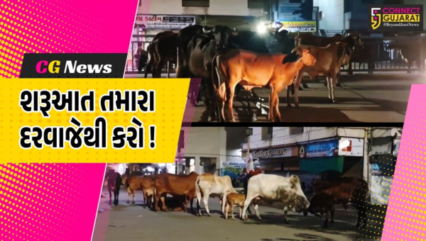 અંકલેશ્વર: શહેરભરમાં ઢોર પકડવા ફરતી નગરપાલિકા કચેરી સામે જ રખડતા ઢોરનો આતંક, વાહનચાલકો પરેશાન