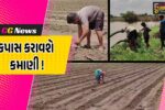 સારા વરસાદ બાદ કોટન કિંગ ગણાતા ભરૂચ જિલ્લામાં 72,847 હેકટર જમીનમાં કપાસના પાકનું વાવેતર !