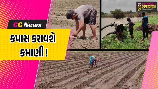 સારા વરસાદ બાદ કોટન કિંગ ગણાતા ભરૂચ જિલ્લામાં 72,847 હેકટર જમીનમાં કપાસના પાકનું વાવેતર !