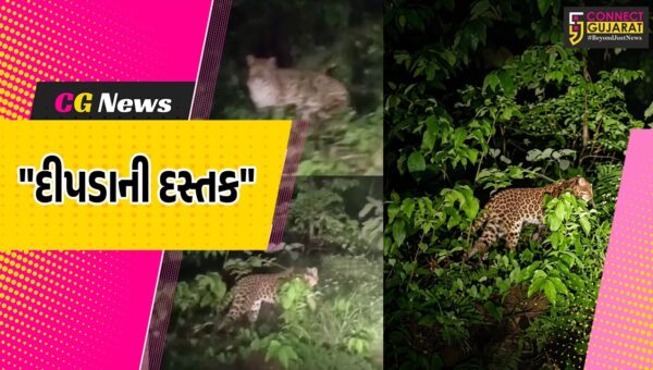 નર્મદા : ડેડીયાપાડામાં દીપડાએ પુનઃ દસ્તક દેતા નગરજનોમાં ફફડાટ,વન વિભાગને  ત્વરિત કાર્યવાહી કરવા ઉઠી લોક માંગ