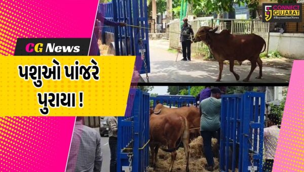 અંકલેશ્વર: GIDCના રહેણાંક વિસ્તારમાં રસ્તે રખડતા ઢોર પકડવાનું અભિયાન, 9 પશુઓ પાંજરે પુરાયા