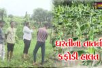 અંકલેશ્વર: આકાશમાંથી વરસેલ આફતના પગલે ખેતરો બેટમાં ફેરવાયા, ખેતીના ઉભા પાકને નુકશાન