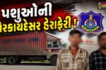 અંકલેશ્વર: એક્સપ્રેસ હાઇવે પરથી પશુઓની ગેરકાયદેસર હેરાફેરી ઝડપાઇ, રૂ.11 લાખના મુદ્દામાલ સાથે 2 આરોપીની ધરપકડ