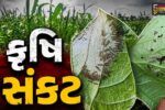 ભાવનગર : વરસાદ ખેંચાતા 7 થી વધુ તાલુકાઓમાં પાક પર ઈયળ અને જીવજંતુનો મોટો ઉપદ્રવ!