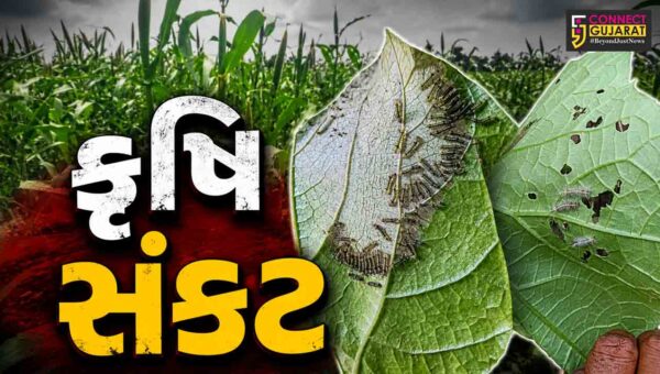 ભાવનગર : વરસાદ ખેંચાતા 7 થી વધુ તાલુકાઓમાં પાક પર ઈયળ અને જીવજંતુનો મોટો ઉપદ્રવ!