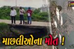 ભરૂચ: વાગરાના પાદરિયા-કડોદરા માર્ગ નજીક કાસમાં  માછલીઓના મોત, GPCBએ પાણીના લીધા સેમ્પલ